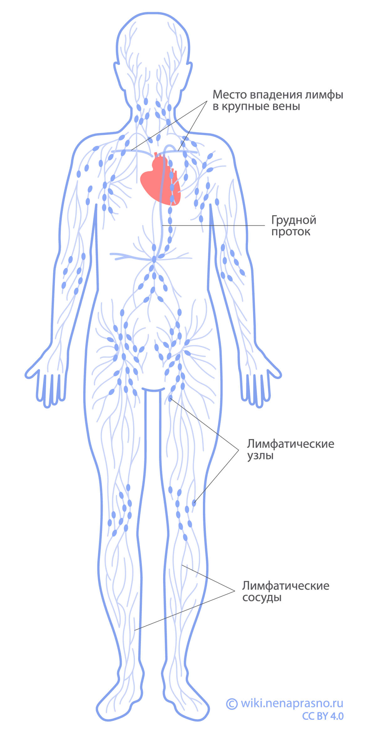 Опухоли головы и шеи и лимфатическая система | Онко Вики